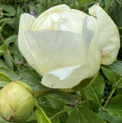 REnate Andenken IMG_1288